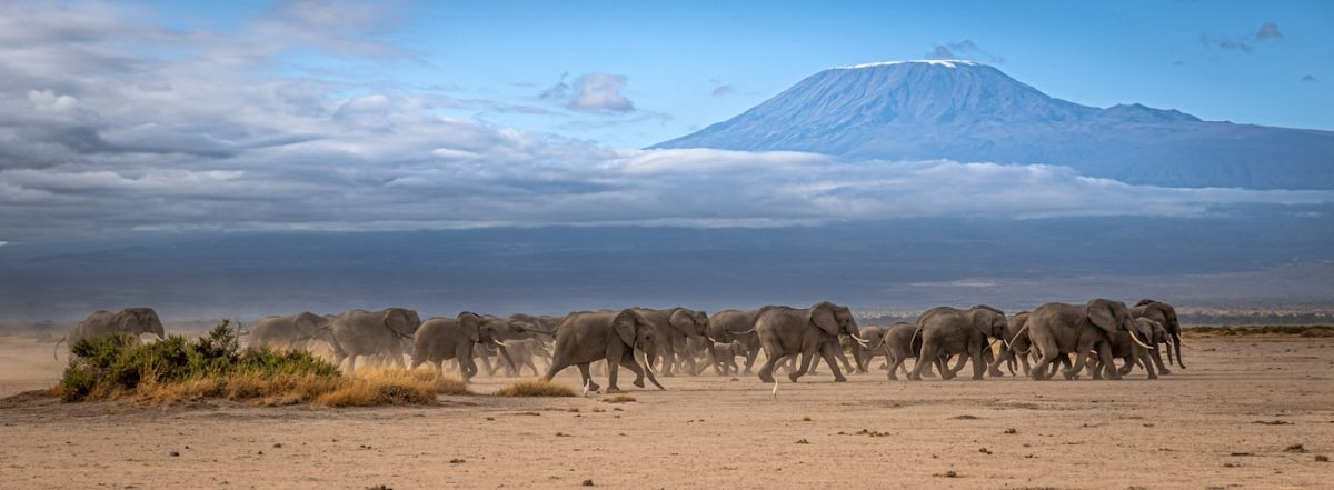 Photographic Safari