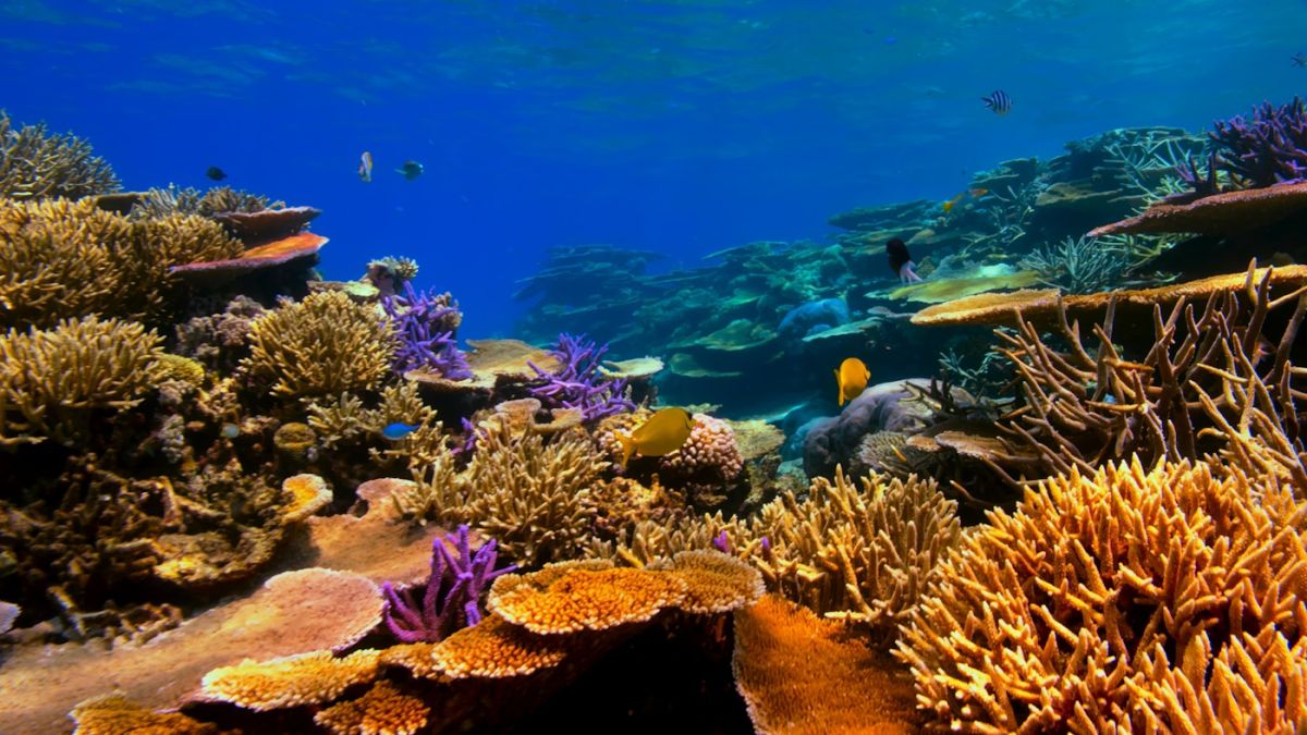 Reef Snorkelling & Diving
